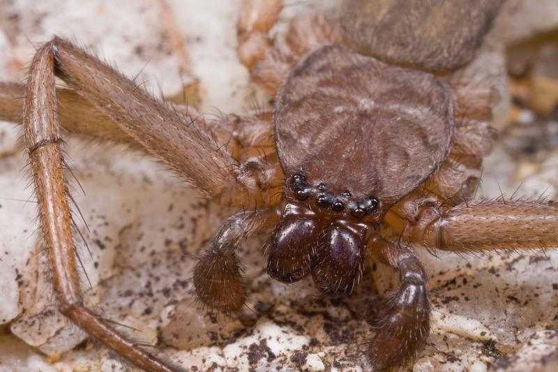 Hemicloea_ZZ419_D5785_Z_88_Mount Cooke_Australie.jpg